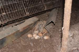 Dead hen in 'free range' room - Australian egg farming at Steve's Fresh Farm Eggs NSW - Captured at Steve's Fresh Farm Eggs, Rossmore NSW Australia.