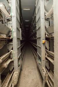 Hens in battery cages - Australian egg farming at Kingsland LPC Caged Egg Farm, near Young NSW - Captured at Kingsland Caged Egg Facility, Bendick Murrell NSW Australia.