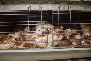 Hens in battery cages with feather loss - Australian egg farming at Kingsland LPC Caged Egg Farm, near Young NSW - Captured at Kingsland Caged Egg Facility, Bendick Murrell NSW Australia.