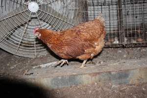 Hens in 'free range' room with feet caked in manure - Australian egg farming at Steve's Fresh Farm Eggs NSW - Captured at Steve's Fresh Farm Eggs, Rossmore NSW Australia.