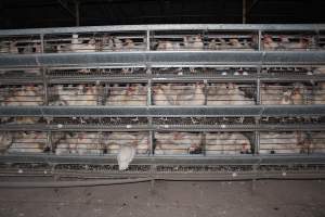 Hens in battery cages (three tier) - Australian egg farming at Steve's Fresh Farm Eggs NSW - Captured at Steve's Fresh Farm Eggs, Rossmore NSW Australia.