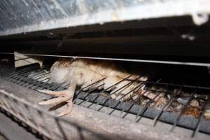 Dead hen in battery cages - Australian egg farming at Steve's Fresh Farm Eggs NSW - Captured at Steve's Fresh Farm Eggs, Rossmore NSW Australia.