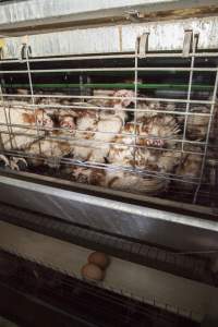 Hens in battery cages with feather loss - Australian egg farming at Kingsland LPC Caged Egg Farm, near Young NSW - Captured at Kingsland Caged Egg Facility, Bendick Murrell NSW Australia.