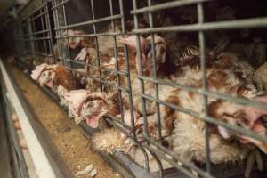 Hens in battery cages with feather loss - Australian egg farming at Kingsland LPC Caged Egg Farm, near Young NSW - Captured at Kingsland Caged Egg Facility, Bendick Murrell NSW Australia.