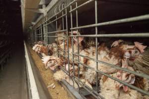 Hens in battery cages with feather loss - Australian egg farming at Kingsland LPC Caged Egg Farm, near Young NSW - Captured at Kingsland Caged Egg Facility, Bendick Murrell NSW Australia.