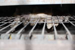 Dead hen in battery cages - Australian egg farming at Steve's Fresh Farm Eggs NSW - Captured at Steve's Fresh Farm Eggs, Rossmore NSW Australia.