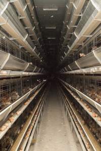 Hens in battery cages - Australian egg farming at Kingsland LPC Caged Egg Farm, near Young NSW - Captured at Kingsland Caged Egg Facility, Bendick Murrell NSW Australia.