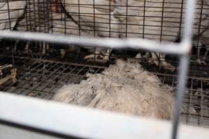 Dead hen in battery cages - Australian egg farming at Steve's Fresh Farm Eggs NSW - Captured at Steve's Fresh Farm Eggs, Rossmore NSW Australia.