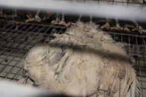 Dead hen in battery cages - Australian egg farming at Steve's Fresh Farm Eggs NSW - Captured at Steve's Fresh Farm Eggs, Rossmore NSW Australia.