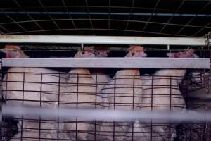 Hens in battery cages - Australian egg farming at Steve's Fresh Farm Eggs NSW - Captured at Steve's Fresh Farm Eggs, Rossmore NSW Australia.