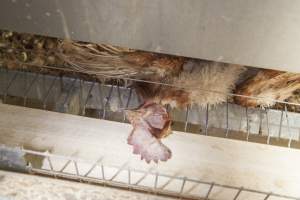 Dead hen in battery cages - Australian egg farming at Kingsland LPC Caged Egg Farm, near Young NSW - Captured at Kingsland Caged Egg Facility, Bendick Murrell NSW Australia.