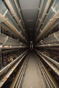 Hens in battery cages - Australian egg farming at Kingsland LPC Caged Egg Farm, near Young NSW - Captured at Kingsland Caged Egg Facility, Bendick Murrell NSW Australia.