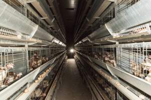 Hens in battery cages - Australian egg farming at Kingsland LPC Caged Egg Farm, near Young NSW - Captured at Kingsland Caged Egg Facility, Bendick Murrell NSW Australia.