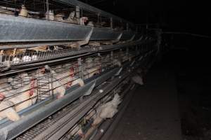 Hens in battery cages - Australian egg farming at Steve's Fresh Farm Eggs NSW - Captured at Steve's Fresh Farm Eggs, Rossmore NSW Australia.