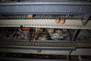 Hens in battery cages with feather loss - Australian egg farming at PACE Henholme Egg Farm, near Newcastle NSW - Captured at Henholme Battery Hen Farm, Buchanan NSW Australia.