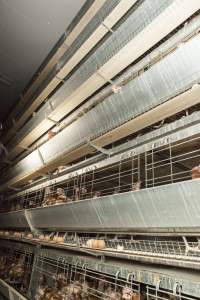 Hens in battery cages - Australian egg farming at Kingsland LPC Caged Egg Farm, near Young NSW - Captured at Kingsland Caged Egg Facility, Bendick Murrell NSW Australia.