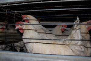 Hens in battery cages - Australian egg farming at Steve's Fresh Farm Eggs NSW - Captured at Steve's Fresh Farm Eggs, Rossmore NSW Australia.