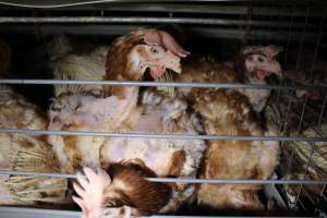 Hens in battery cages with feather loss - Australian egg farming at PACE Henholme Egg Farm, near Newcastle NSW - Captured at Henholme Battery Hen Farm, Buchanan NSW Australia.