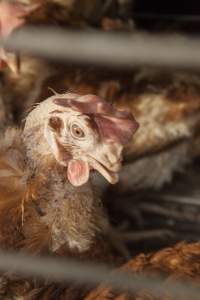 Hens in battery cages with feather loss - Australian egg farming at Kingsland LPC Caged Egg Farm, near Young NSW - Captured at Kingsland Caged Egg Facility, Bendick Murrell NSW Australia.