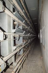 Hens in battery cages - Australian egg farming at Kingsland LPC Caged Egg Farm, near Young NSW - Captured at Kingsland Caged Egg Facility, Bendick Murrell NSW Australia.