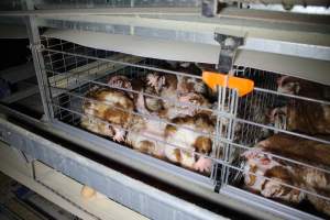 Hens in battery cages with feather loss - Australian egg farming at PACE Henholme Egg Farm, near Newcastle NSW - Captured at Henholme Battery Hen Farm, Buchanan NSW Australia.