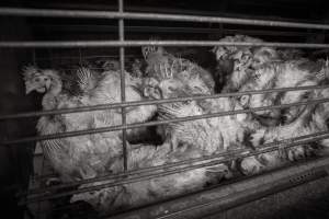 Hens in battery cages with feather loss - Australian egg farming at Kingsland LPC Caged Egg Farm, near Young NSW - Captured at Kingsland Caged Egg Facility, Bendick Murrell NSW Australia.