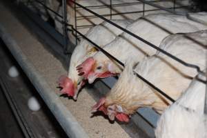 Hens in battery cages - Australian egg farming at Steve's Fresh Farm Eggs NSW - Captured at Steve's Fresh Farm Eggs, Rossmore NSW Australia.