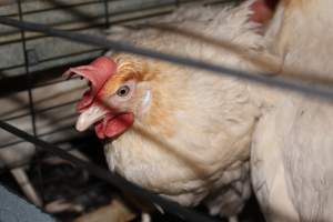 Hens in battery cages - Australian egg farming at Steve's Fresh Farm Eggs NSW - Captured at Steve's Fresh Farm Eggs, Rossmore NSW Australia.