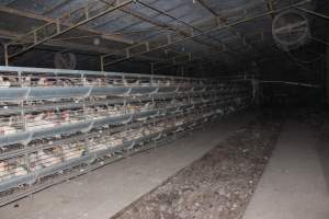 Hens in battery cages (three tier) - Australian egg farming at Steve's Fresh Farm Eggs NSW - Captured at Steve's Fresh Farm Eggs, Rossmore NSW Australia.