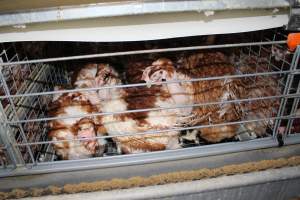 Hens in battery cages with feather loss - Australian egg farming at PACE Henholme Egg Farm, near Newcastle NSW - Captured at Henholme Battery Hen Farm, Buchanan NSW Australia.