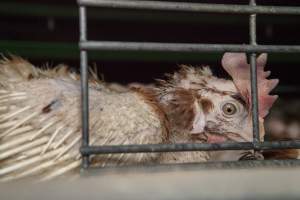 Hens in battery cages with feather loss - Australian egg farming at Kingsland LPC Caged Egg Farm, near Young NSW - Captured at Kingsland Caged Egg Facility, Bendick Murrell NSW Australia.