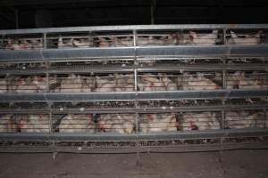 Hens in battery cages (three tier) - Australian egg farming at Steve's Fresh Farm Eggs NSW - Captured at Steve's Fresh Farm Eggs, Rossmore NSW Australia.