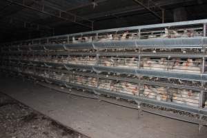 Hens in battery cages (three tier) - Australian egg farming at Steve's Fresh Farm Eggs NSW - Captured at Steve's Fresh Farm Eggs, Rossmore NSW Australia.