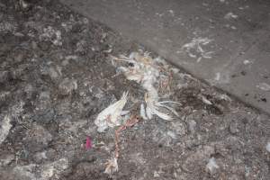 Remains of dead hen on floor - Australian egg farming at Steve's Fresh Farm Eggs NSW - Captured at Steve's Fresh Farm Eggs, Rossmore NSW Australia.