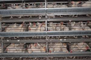 Hens in battery cages (three tier) - Australian egg farming at Steve's Fresh Farm Eggs NSW - Captured at Steve's Fresh Farm Eggs, Rossmore NSW Australia.