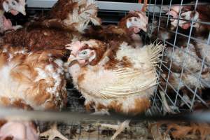 Hens in battery cages with feather loss - Australian egg farming at PACE Henholme Egg Farm, near Newcastle NSW - Captured at Henholme Battery Hen Farm, Buchanan NSW Australia.