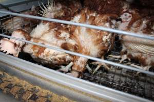 Hens in battery cages with feather loss - Australian egg farming at PACE Henholme Egg Farm, near Newcastle NSW - Captured at Henholme Battery Hen Farm, Buchanan NSW Australia.