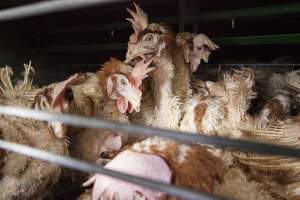 Hens in battery cages with feather loss - Australian egg farming at Kingsland LPC Caged Egg Farm, near Young NSW - Captured at Kingsland Caged Egg Facility, Bendick Murrell NSW Australia.