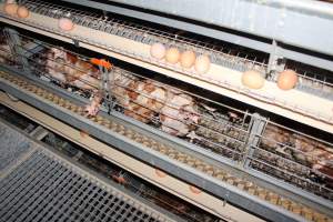 Hens in battery cages - Australian egg farming at PACE Henholme Egg Farm, near Newcastle NSW - Captured at Henholme Battery Hen Farm, Buchanan NSW Australia.