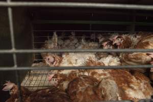 Hens in battery cages with feather loss - Australian egg farming at Kingsland LPC Caged Egg Farm, near Young NSW - Captured at Kingsland Caged Egg Facility, Bendick Murrell NSW Australia.