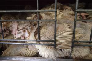 Hens in battery cages with feather loss - Australian egg farming at Kingsland LPC Caged Egg Farm, near Young NSW - Captured at Kingsland Caged Egg Facility, Bendick Murrell NSW Australia.