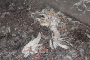 Remains of dead hen on floor - Australian egg farming at Steve's Fresh Farm Eggs NSW - Captured at Steve's Fresh Farm Eggs, Rossmore NSW Australia.