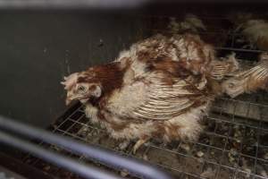 Hens in battery cages with feather loss - Australian egg farming at Kingsland LPC Caged Egg Farm, near Young NSW - Captured at Kingsland Caged Egg Facility, Bendick Murrell NSW Australia.