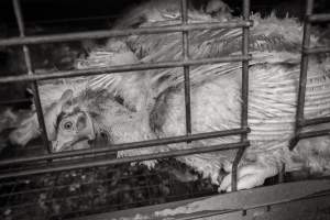 Hens in battery cages with feather loss - Australian egg farming at Kingsland LPC Caged Egg Farm, near Young NSW - Captured at Kingsland Caged Egg Facility, Bendick Murrell NSW Australia.