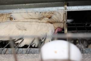 Dead hen in battery cages - Australian egg farming at Steve's Fresh Farm Eggs NSW - Captured at Steve's Fresh Farm Eggs, Rossmore NSW Australia.