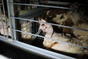 Hens in battery cages with feather loss - Australian egg farming at PACE Henholme Egg Farm, near Newcastle NSW - Captured at Henholme Battery Hen Farm, Buchanan NSW Australia.