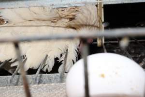 Dead hen in battery cages - Australian egg farming at Steve's Fresh Farm Eggs NSW - Captured at Steve's Fresh Farm Eggs, Rossmore NSW Australia.