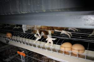 Dead hen in battery cages - Australian egg farming at PACE Henholme Egg Farm, near Newcastle NSW - Captured at Henholme Battery Hen Farm, Buchanan NSW Australia.