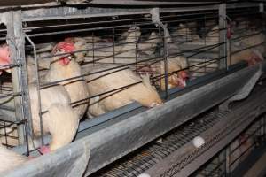 Hens in battery cages - Australian egg farming at Steve's Fresh Farm Eggs NSW - Captured at Steve's Fresh Farm Eggs, Rossmore NSW Australia.