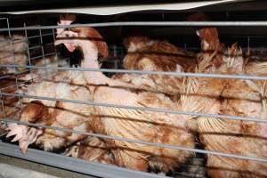 Hens in battery cages with feather loss - Australian egg farming at PACE Henholme Egg Farm, near Newcastle NSW - Captured at Henholme Battery Hen Farm, Buchanan NSW Australia.